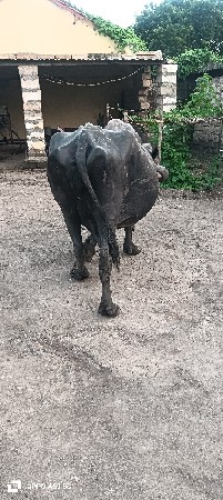 જયદીપ ભાઈ વાળા