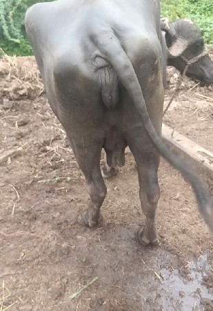 વેતર 3 ત્રીજું યા હૈ