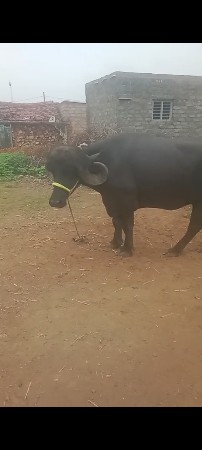 ઠાલી ખડી. ચોટીલાછેઓરીજનલ. જાફરી