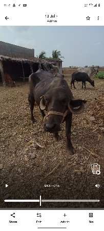 khadela