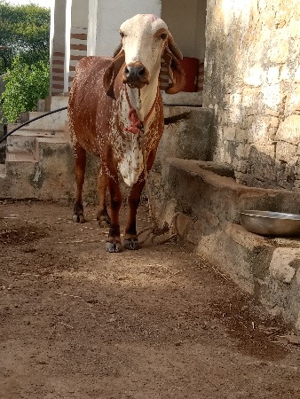 ગીર કાબરી હોડકી વેચવાની છે