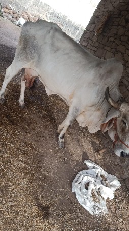 ગાય વેચવાનીસે