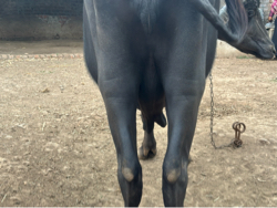 ભેંશ વેચવા ની છે