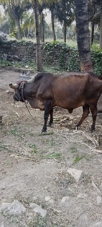 ગાય વેચવાની છ