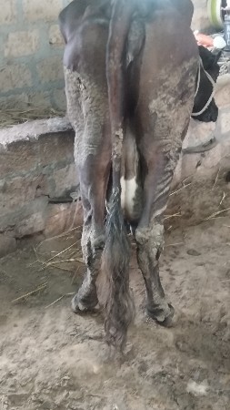 5 લિટર દૂધ હાલમાં છે