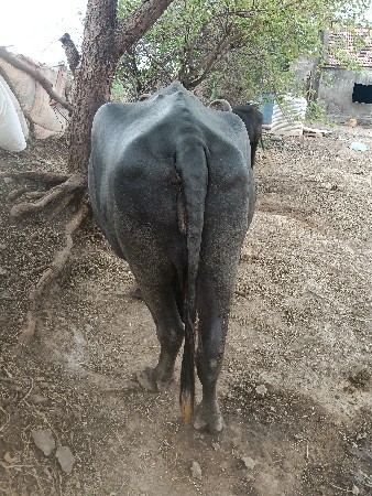 ભેંસ વેચવાની છે