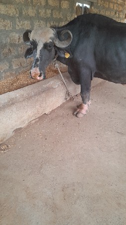 ભેંસ વેચવાની છે