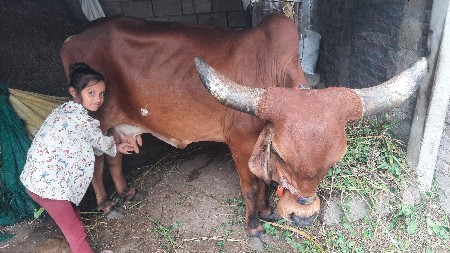 ગાય વેચવાની છે ઓરીજનલ દેશી