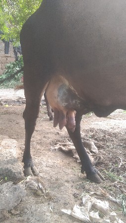 ગાય વેચવાની છે.