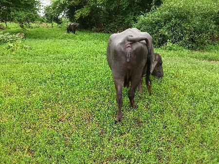 આ ભેંસ વેચવાની છે
