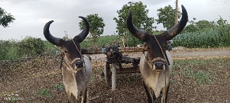 ગોઢલા વેચવ સે
