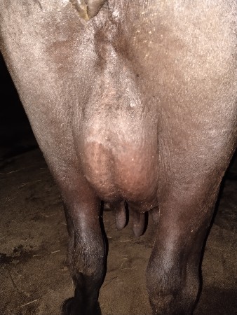 ભેંસ વેચવાની છે