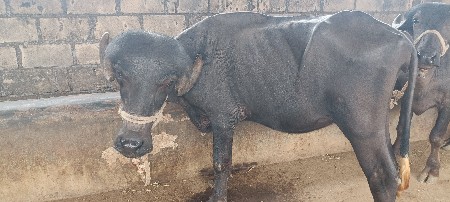 ખડેલા