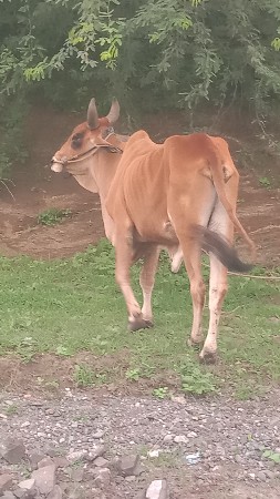 બે વાસડા એક બળદ.    વેચવાના છે