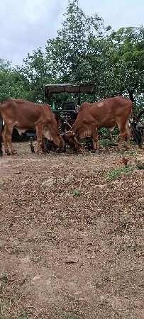 મફત આપે દેવા