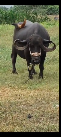 આ ભેસ વેચવાની છે