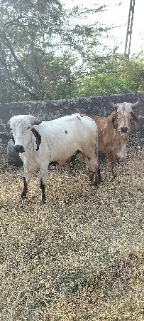એક ગાય અને એક લીલળી હોળકી વેચવાની છ