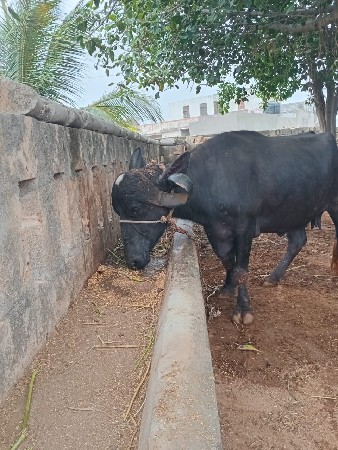ભેંસ વેચવાની છે.
