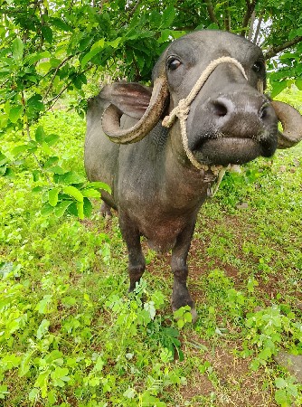ભેંસ વેચવાની છે