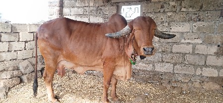 ગાય વેચવાની છે