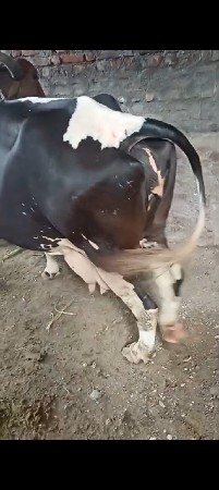 સાટા માં જર્સી ગાય ચાલે