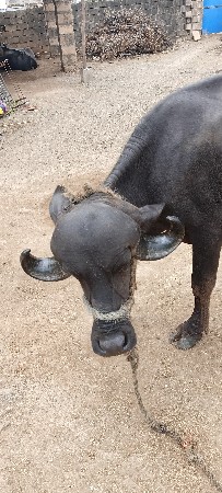 ખળેલી