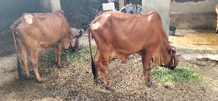 ગીર ગાય આપવાની છે