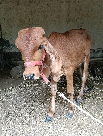 દેશી ગાય ની વાછડી