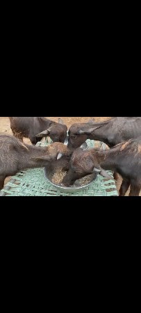 ચાર પાડી સાથે આપવાની છે