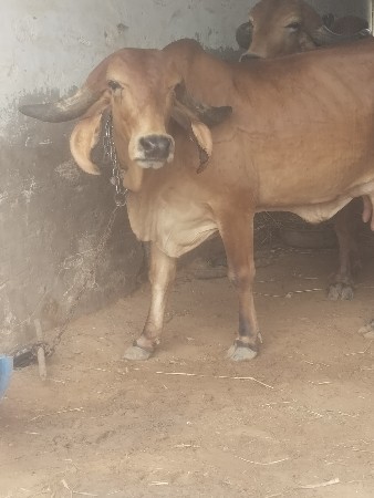 ગાય વેચવાની છે