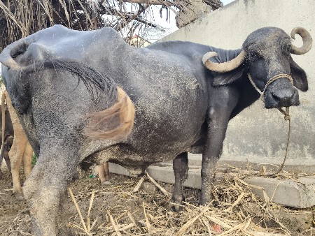 બીજું વેતર