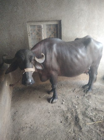 ભેશ