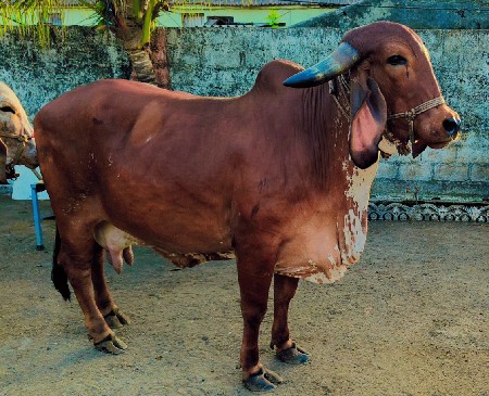 ગીર ગાય અને વાડકી દેવાની છે
