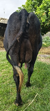 veshavani se