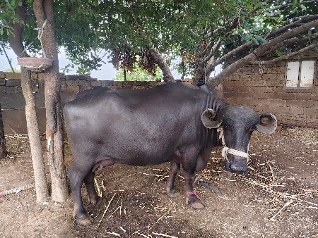 ભેંશ વેચવાની છે