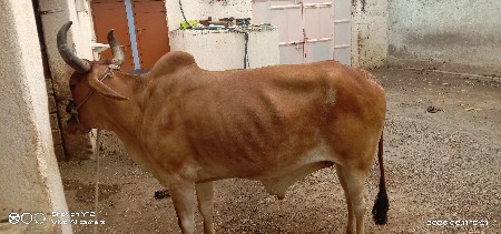 બળદ વેચવાના છે