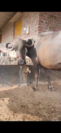 પેલવેતરૂ ખડેલી વેચવાનિ છે
