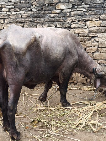 સાડા ત્રણ લીટર દૂધ