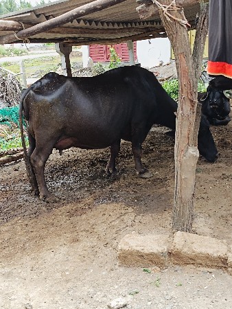 ભેંસ વેચવાની છે, 10 દિવસની કાચી
