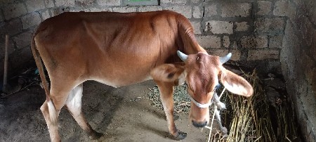જરસી વાસળી વેચવાની છે