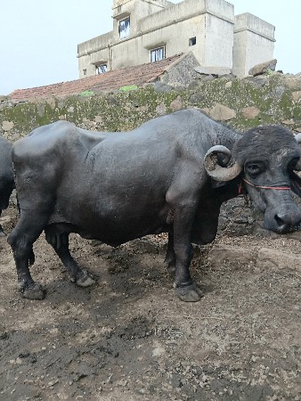 ભેસવેચવાનીછેકિમત200000
