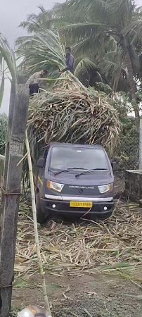 શેરડી વેચવાની છે