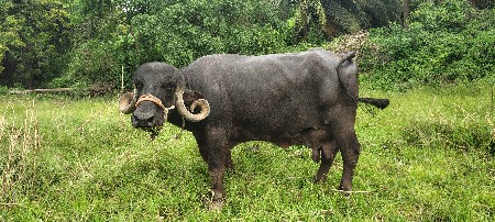 ભેંશ વેચવાની છે