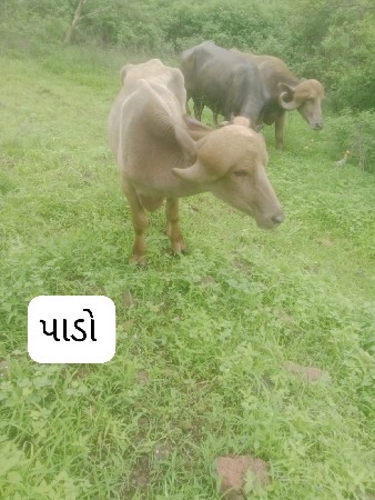 પાડો વેચવાનો છે  સતા ધોમ કરે છે
