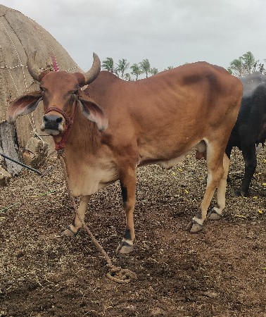 ગાય વેંચવાની છે