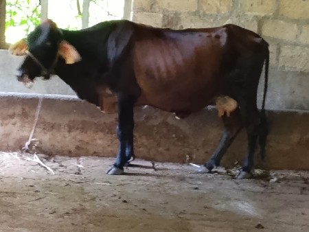 ગીર ક્રોસ ગાય વેચવાની છે