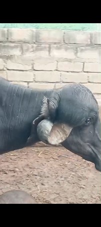 ખડલી વેચવાની છે