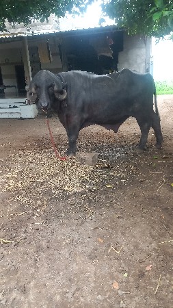 પાડો