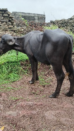 ભેંસ અને ખડેલી બંને વેચવાની છે