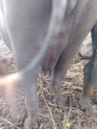 ભેંસ વેચવાની છે